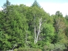 Birch Tree Birch Tree