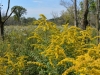 Goldenrod Goldenrod
