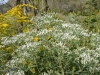Queen Anne's Lace Queen Anne's Lace