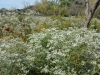 Queen Anne's Lace Queen Anne's Lace