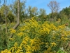 Goldenrod Goldenrod
