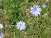 Chicory Chicory