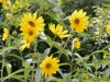 Compass plant Compass plant