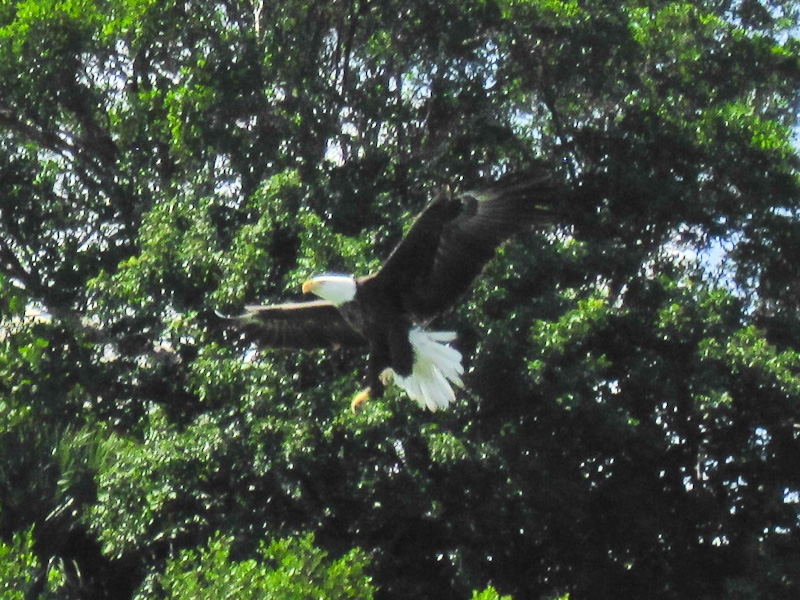 We saw Bald Eagles while kayaking near Captiva. Landed close to us, wow!