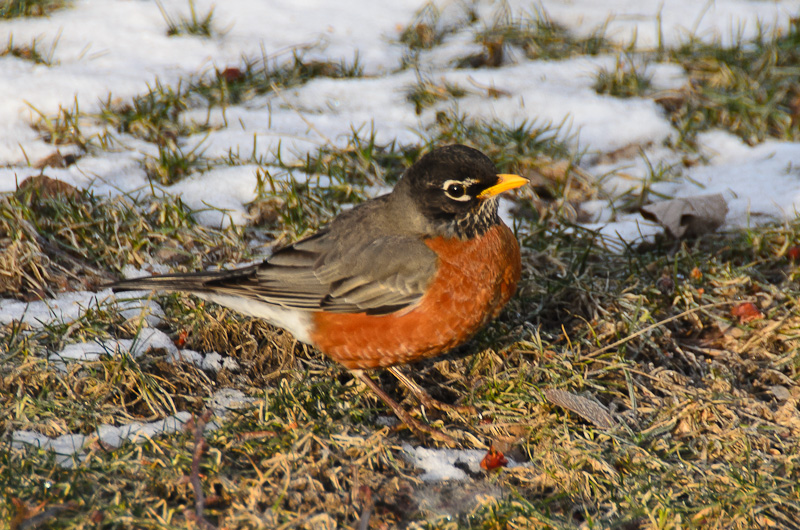 First Robin of Spring