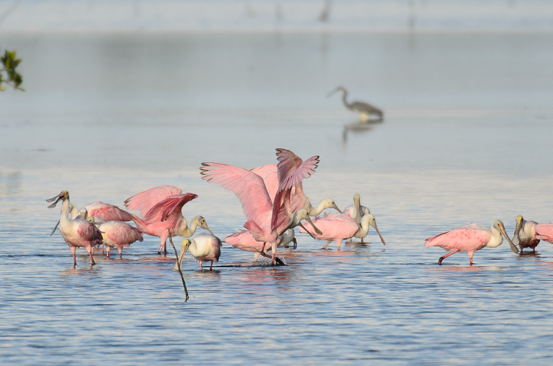 Roseate Spoonbills