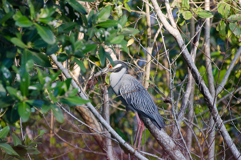 Black-crowned Night Heron