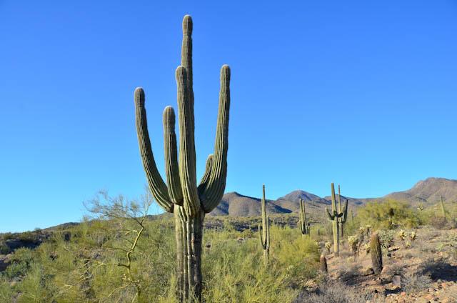 Saguaro-Cactus-Lost-Dog-Wash